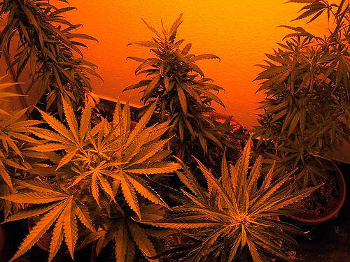 Cannabis : nouvelles avancées aux USA